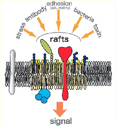 Function of ganglioside rafts n outer membrane of raft, it is very clear that many ligands link to the corresponding receptors.