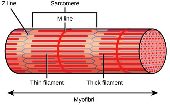 OpenStax-CNX module: m62420 4 Figure 3: A sarcomere is the region from one Z line to the next Z line.
