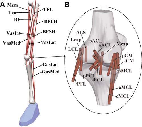 EFFECT OF POSTERIOR TIBIAL SLOPE ON KNEE BIOMECHANICS 225 Table 1. Values of Knee Ligament Stiffnesses and Reference Strains Assumed in the Model Ligament Reference Strain Stiffness (N/Strain) aacl.