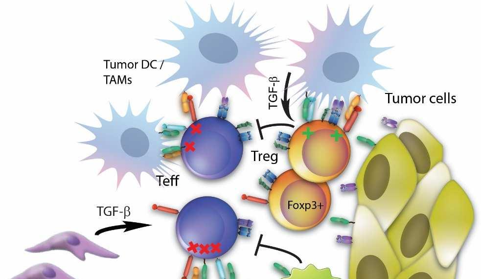 There are many potential targets for immunotherapeutic antibodies in the microenvironment 1) Blockade of T cell immune checkpoints (PD-1) 2) Activation of