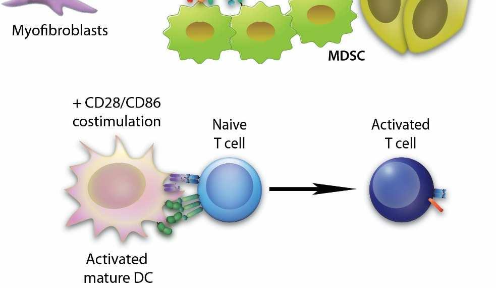 chemoattraction(cxcr4) 6) Blockade of angiogenesis (VEGFR2) 7) ADCC of tumor (CD20) 8) Depletion of suppressive cells (CTLA-4) 9) Killing of tumor with
