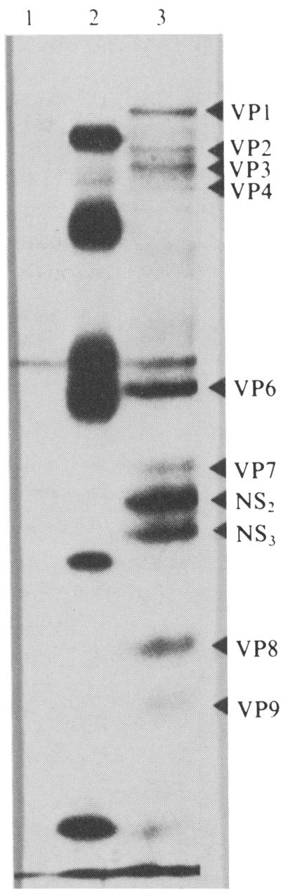 Short communication 1995 2 3,,-~t 4 vpl VP2 VP3 VP4 i~ VP6 O 41 VP7 41 NS, NS 3 4 vp8 41VP9 O Fig 1 SDS-PAGE of [3sS]methionine-labelled rotavirus polypeptides synthesized in the presence of 8 ~tg/ml