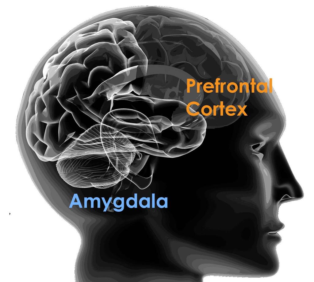 When the Brain Experiences Trauma The Amygdala is responsible for: Secreting norepinephrine and dopamine (neurotransmitters) in response to fear.