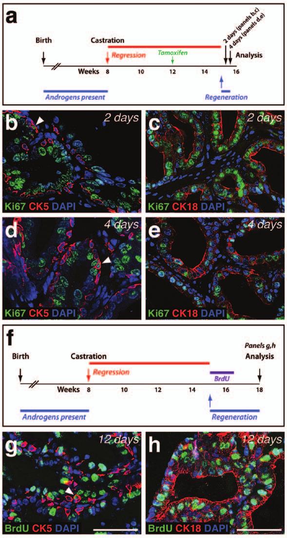 Figure S3 Analysis of cell proliferation during prostate regeneration. (a) Time course of prostate regression and regeneration in tamoxifentreated CK5-CreER T2 ; R26R-YFP/+ mice.