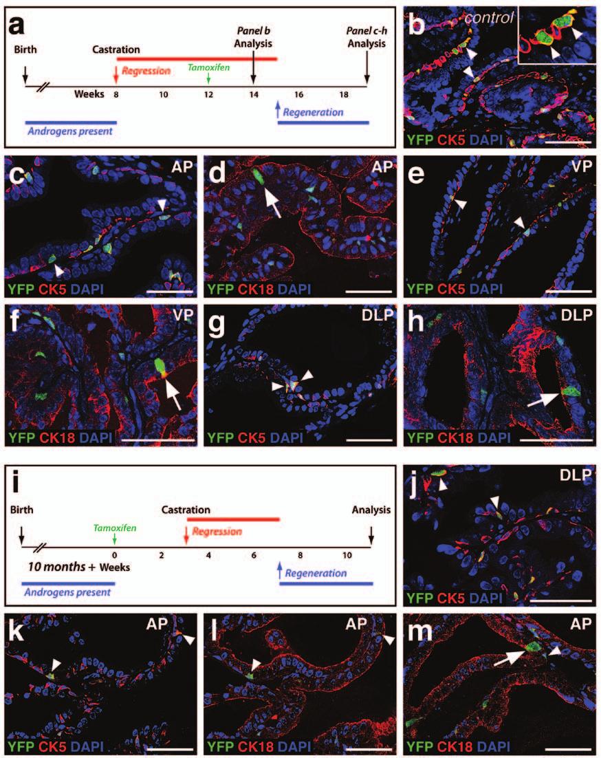 Figure S4 Additional data for lineage-tracing analysis of basal epithelial cells.