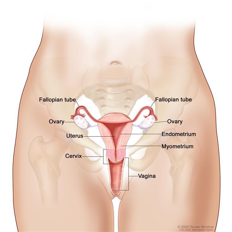 Basic Anatomy of Female Reproductive System