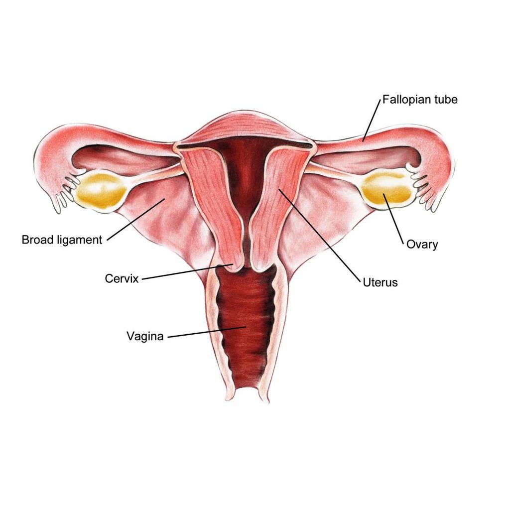 reproductive cell, or gamete in the ovaries.