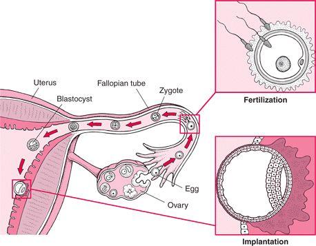 HOW DOES THE OVA TRAVEL OUT OF THE BODY? 2) The fallopian tube allows passage of the egg from the ovary to the uterus (~every 30 days).
