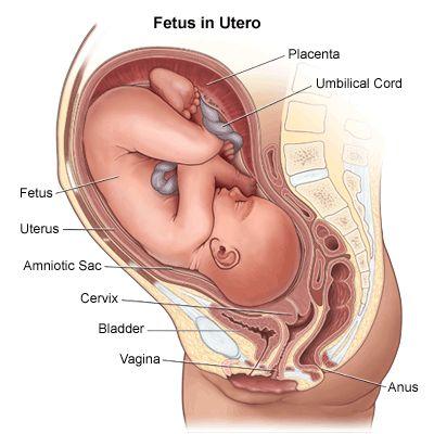 HOW DOES THE OVA TRAVEL OUT OF THE BODY? 4) The cervix allows sperm and menstrual fluid to connect the fallopian tubes and uterus to the vagina.
