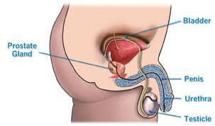 HOW DOES THE SPERM TRAVEL OUT OF THE BODY? 5) The prostate gland is responsible for the production of semen.
