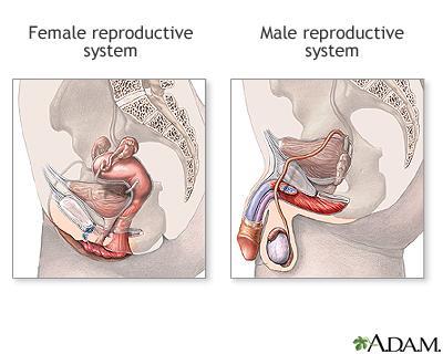 Higher Order Thinking Which male and female reproductive organs are similar to one another in function?