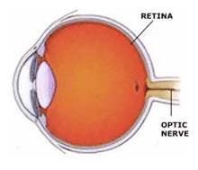 ocular ultrasonography