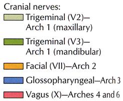 tongue CN VII (trigeminal) to anterior