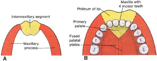 Formation of palate The oral cavity is delimited by the FNP, maxillary processes, and