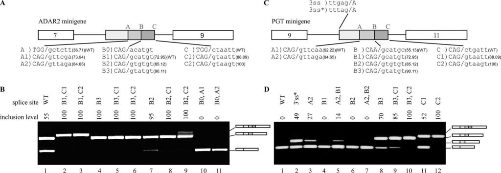 3518 RAM ET AL. MOL. CELL. BIOL. FIG. 3. 5 ss selection in Alu exons. (A) Diagram of the ADAR2 minigene containing exons 7, 8, and 9.