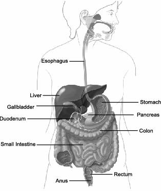 PREPARATION your stomach and duodenum must be empty for the procedure to be thorough and safe, so you will not be able to eat or drink anything after midnight the night before.