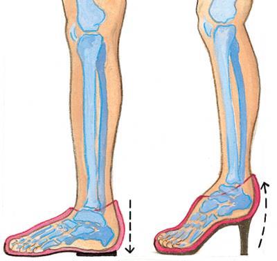 YOUR PHYSICAL Care of Feet The Human Foot 26 bones 20 muscles 114 ligaments Shoes Avoid high heels. Wear flat, cushioned shoes.