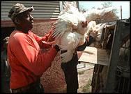 Technical Consultation on AI at the Human-Animal Interface Relationship between poultry outbreaks and human infections Viral circulation in poultry and occurrence of human cases are linked.