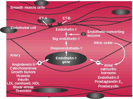 reductase inhibitors and ACE inhibitors on endothelial function Summarize recent clinical trials focusing on treatment of CVD and endothelial dysfunction The University of Florida College of Medicine