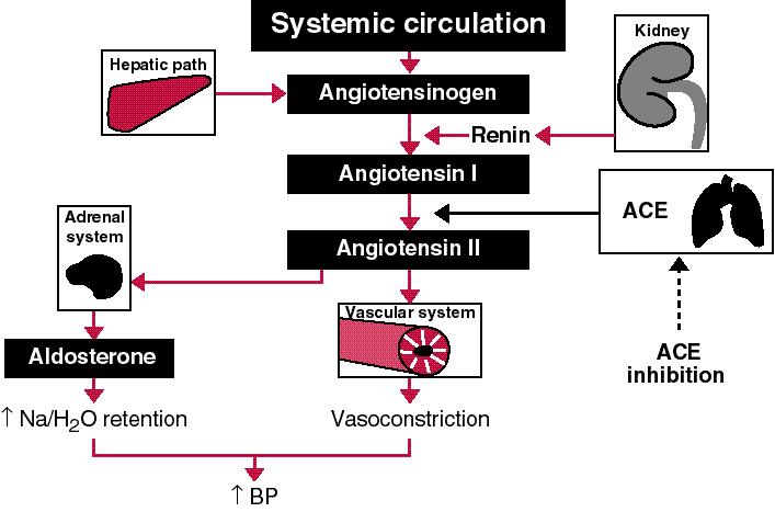 HERAPEUTIC TARGET IN CARDIOVASCULAR DISEASE F i g u re 2: Consequences of abnormal tissue ACE pathway THE IMPORTANCE OF THE RENIN- ANGIOTENSIN SYSTEM AND ACE As research reveals more of the complex