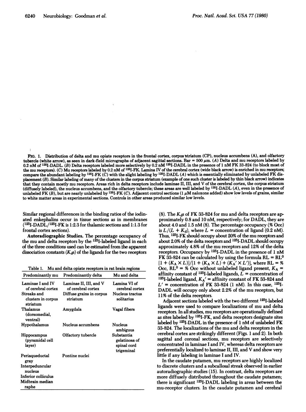 6240 Neurobiology: Goodman et al. Proc. Nati. Acad. Sci. USA 77 (1980) FIG. 1.