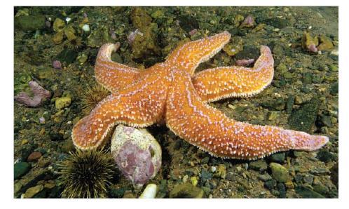 Fragmentation Fragmentation: a form of asexual reproduction in which each fragment of an organism develops into a clone of its parent Some animals, such as certain species of sea star, can reproduce