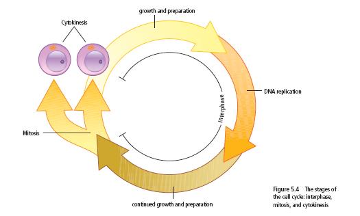 The Cell Cycle cell cycle: the three stages of the life of a cell, which include interphase, mitosis, and cytokinesis Interphase is the stage in which cells carry out the functions necessary for