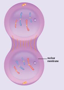 Mitosis - Telophase In the final stage of mitosis, one complete set of chromosomes is now at each pole of the cell.