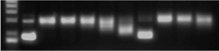 DNA marker No Topo I addition No vehicle no quercetin addition DMSO 12.5 m-amsacrine (µm) 50 200 Quercetin (µm) 200 500 Relaxed DNA Supercolied DNA Supplementary Figure 6.
