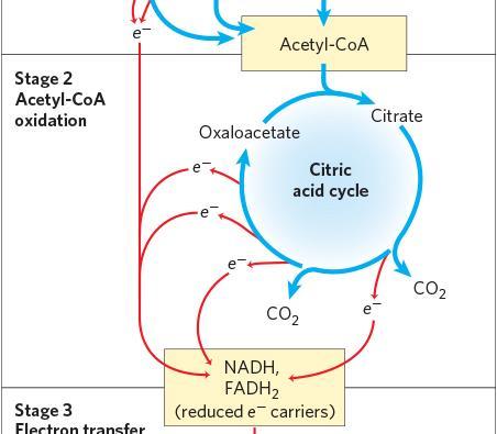 Respiration: Stage 2 Acetyl-CoA Oxidation Generates more NADH, FADH 2, and one GTP