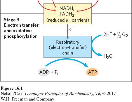 Respiration: Stage 3 Oxidative Phosphorylation