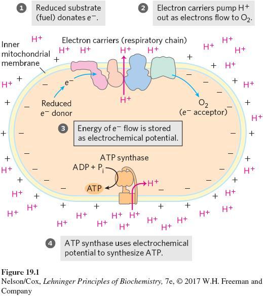 In Eukaryotes, Stages 2 and 3 Are Localized to the Mitochondria Glycolysis occurs in the cytoplasm.