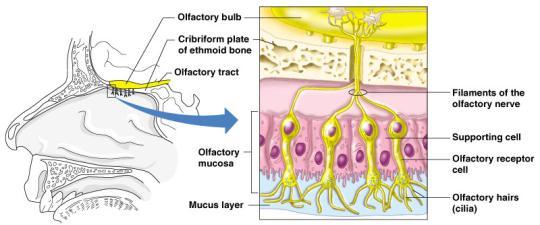 Olfaction The Sense of Smell Olfactory Epithelium Olfactory receptors are in the roof of the nasal cavity Neurons with long cilia Chemicals must be dissolved in mucus for detection Impulses are