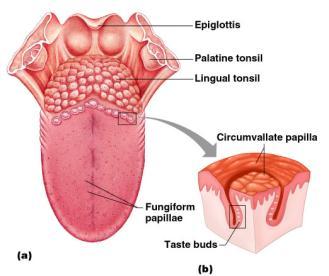 36 The Sense of Taste Taste buds house the receptor organs Location of taste buds Most are on the tongue Soft palate Cheeks Figure 8.