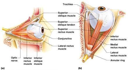 Extrinsic Eye Muscles Muscles attach to the outer surface of the eye Produce eye movements Structure of the Eye The wall