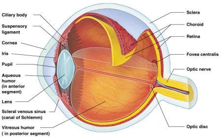 blindness is the result of lack of one cone type Cone Sensitivity Lens Biconvex crystal-like structure Held in place by a suspensory ligament