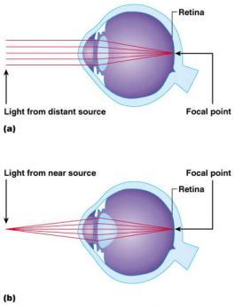 6 Internal Eye Chamber Fluids Aqueous humor - Watery fluid in chamber between lens & cornea Similar to blood plasma Helps maintain intraocular