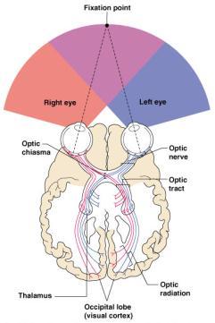 Images Formed on the Retina Photoreceptors of retina Optic nerve