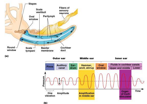 Mechanisms of Hearing Mechanisms of Hearing Vibrations from sound waves move tectorial membrane Hair cells are bent by the membrane An action