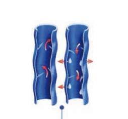 Contraction of valve opening WHAT HAPPENS IN THE VEINS? Tightness: valvules closed WHAT HAPPENS IN THE EVENT OF VENOUS INSUFFICIENCY?