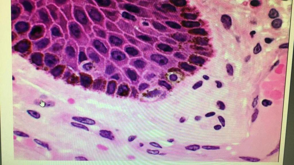10) What is correct about these cells? A.