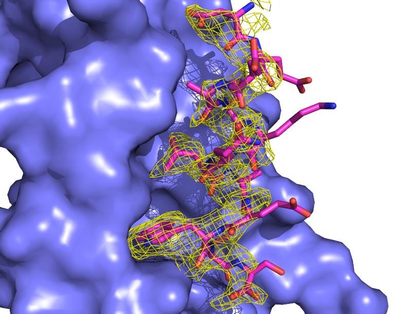 1 Lower is rotated 90 toward the viewer. (B) CHMP4A is represented in sticks against a solid ALIX surface, with the Fo-Fc peptide omit map contoured at 2 rmsd and displayed over the peptide.
