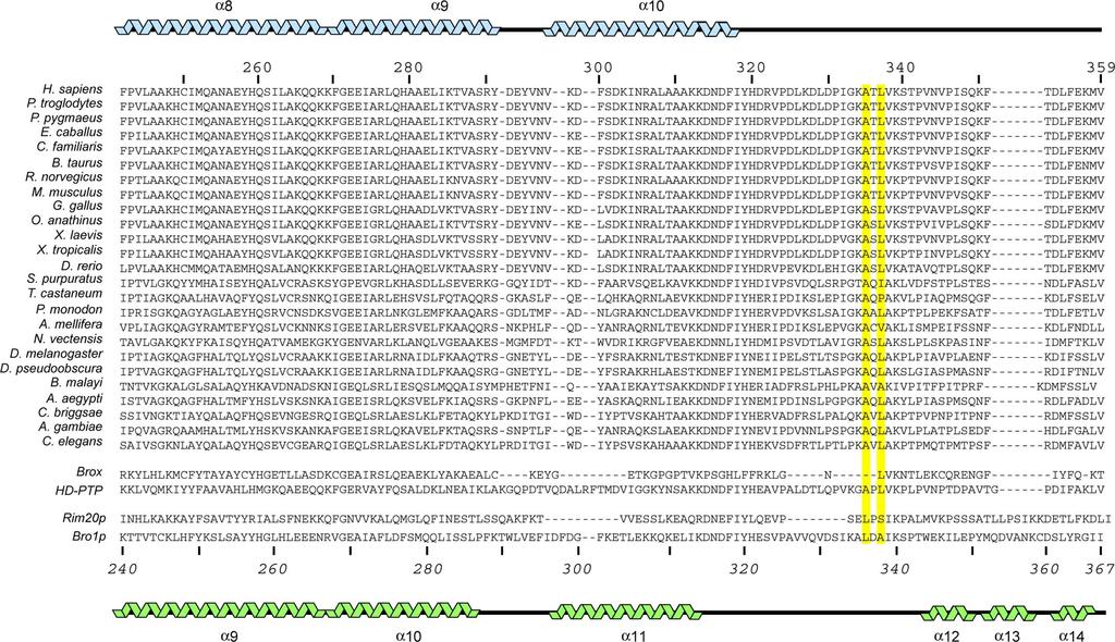 Fig. S4 (Continued). Sequence alignments and secondary structures of Bro1 domains.