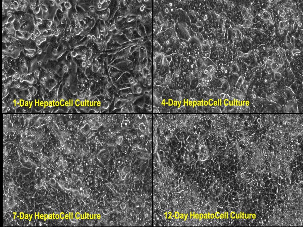 Corning HepatoCells Morphology in Plated Culture Corning HepatoCells show mature hepatocyte morphology after 3 to 4 days of culture in Corning BioCoat Collagen I- plates, such as cuboidal cell shape,
