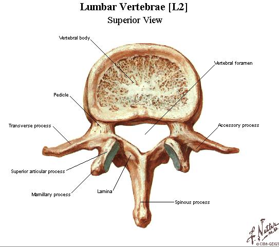 C. lumbar * all have largest, thickest