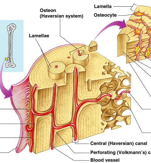 Microscopic Anatomy of the Bone Osteon (Haversian System) A unit of bone Central