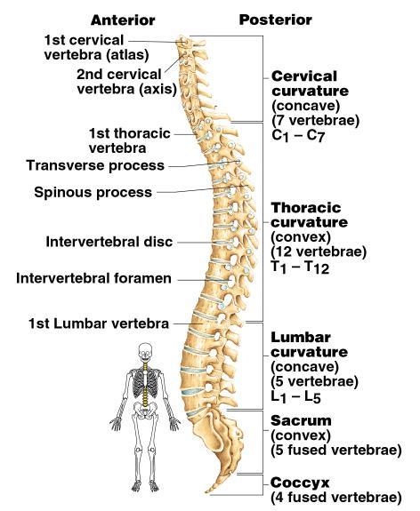 The Vertebral Column Vertebrae separated by intervertebral discs (pads of fibrocartilage) The spine has 4 normal curvatures