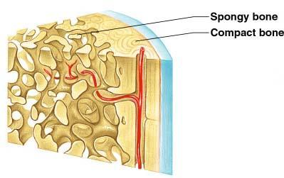 Types of Bone Tissue Compact Bone: Hard outer layer of bone Spongy bone: Less dense, small needlelike
