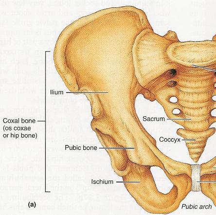 Coxal bone: - Ilium: largest part of coxal bone Iliac crest: top of the ilium - Ischium: most inferior