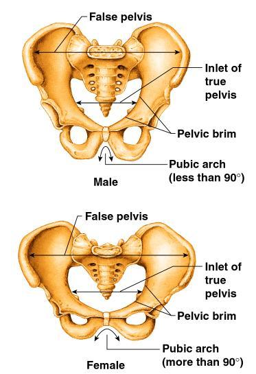 Gender Differences of the Pelvis Male: Not as wide or broad Pelvic cavity is funnel-shaped Bones are heavier & larger Pubic